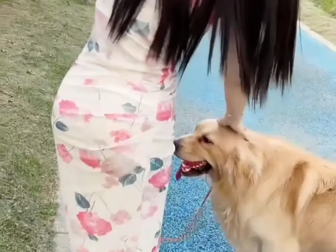 《抖音香香公主与爱犬金毛》科普视频合集完整版免费在线观看-抖音香香公主与爱犬高清直播回放网盘资源一键领取