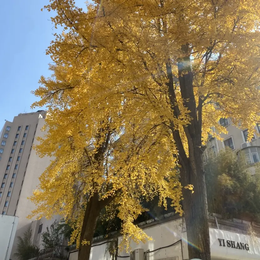 《婚婚逢她》短剧全集在线看-未删减完整版《婚婚逢她》免费播放-高清1080P无广告资源-网盘下载分享