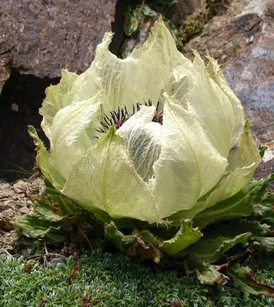 《禁忌凝视》高清无删减版 - 欧美伦理剧情片免费播放 - 超清画质流畅体验